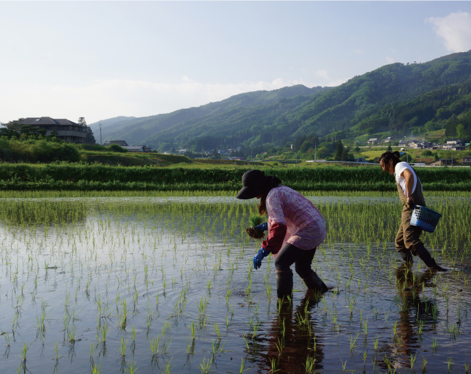 田植え